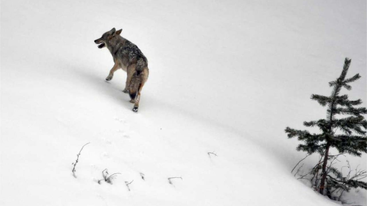 Foto - Görüntüler Sarıkamış'tan: Zorlu koşullarda hayatta kalma mücadelesi