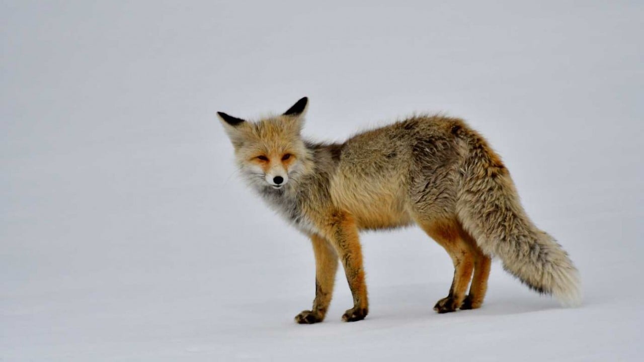 Foto - Görüntüler Sarıkamış'tan: Zorlu koşullarda hayatta kalma mücadelesi