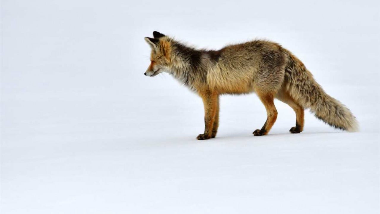 Foto - Görüntüler Sarıkamış'tan: Zorlu koşullarda hayatta kalma mücadelesi