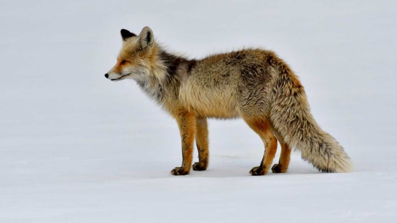 Foto - Görüntüler Sarıkamış'tan: Zorlu koşullarda hayatta kalma mücadelesi