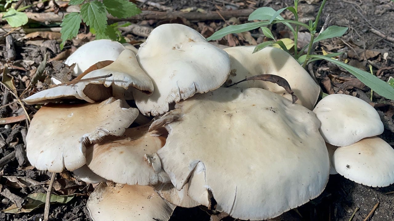 Foto - Görüntüsüne aldanmayın! "Ölüm meleği" mantarı zehirsiz türlerle karışıyor