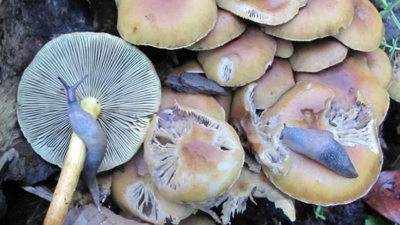 Foto - Görüntüsüne aldanmayın! "Ölüm meleği" mantarı zehirsiz türlerle karışıyor