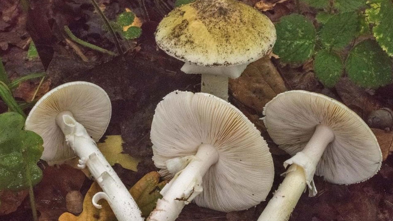 Foto - Görüntüsüne aldanmayın! "Ölüm meleği" mantarı zehirsiz türlerle karışıyor