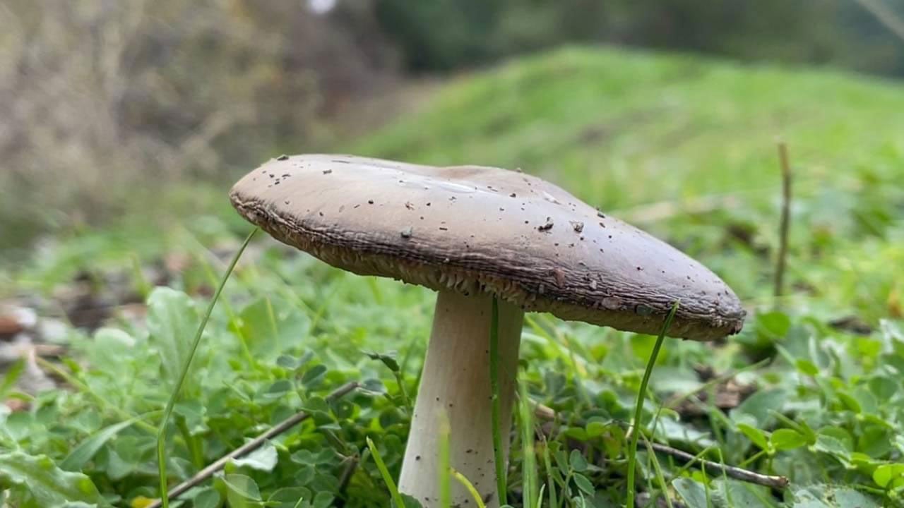 Foto - Görüntüsüne aldanmayın! "Ölüm meleği" mantarı zehirsiz türlerle karışıyor
