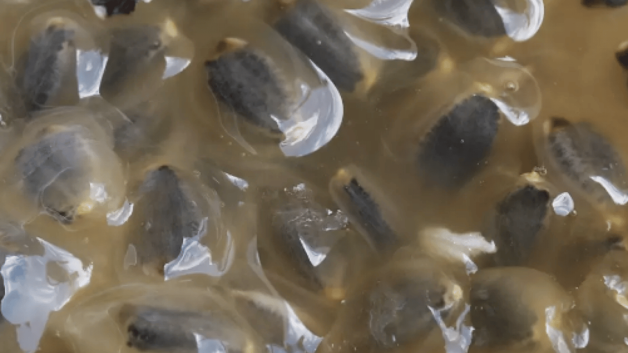 Foto - Görüntüsüne burun kıvırmayın! Bu meyve 1 kutu ilaca bedel: Tam bir şifa deposu maşallah...