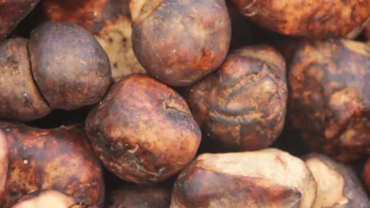 Foto - Patates zannedenler yanılıyor: Kilosu 2 bin TL'den satılıyor!