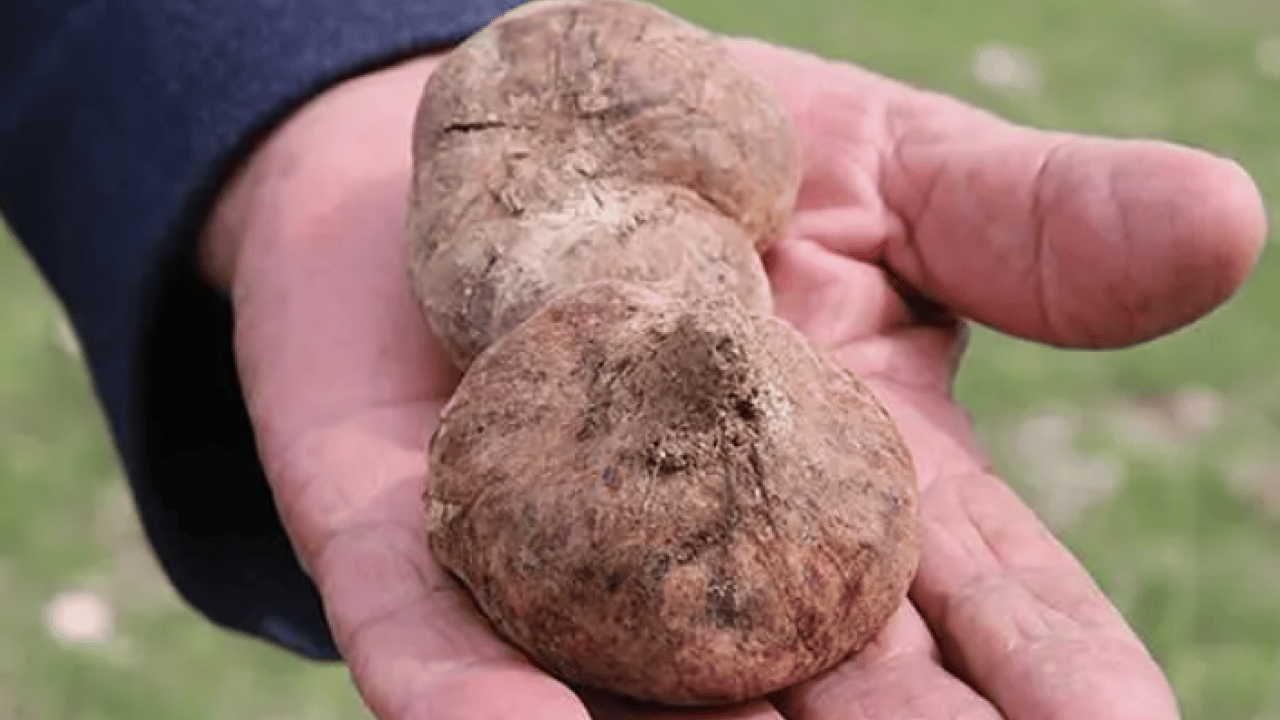 Foto - Patates zannedenler yanılıyor: Kilosu 2 bin TL'den satılıyor!