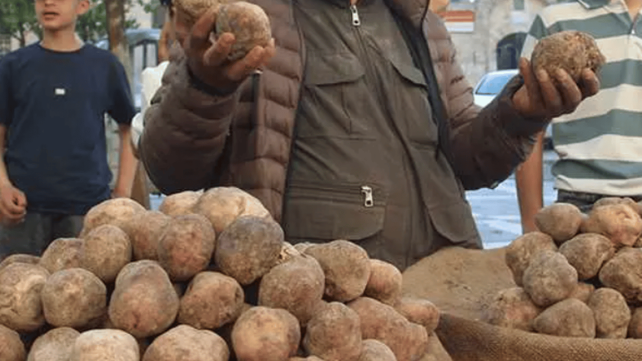 Foto - Patates zannedenler yanılıyor: Kilosu 2 bin TL'den satılıyor!