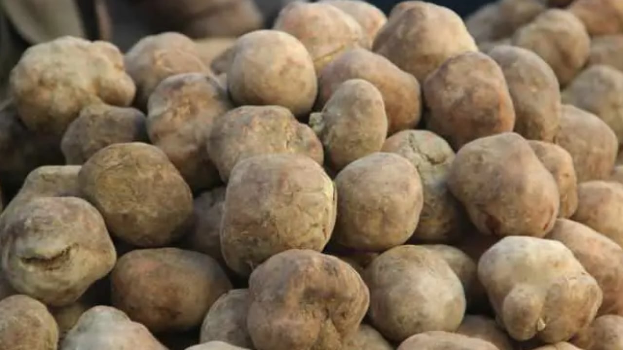 Foto - Patates zannedenler yanılıyor: Kilosu 2 bin TL'den satılıyor!
