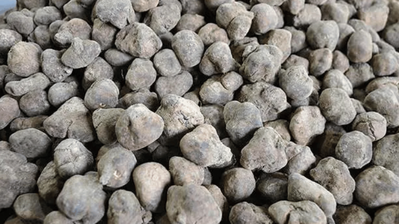 Foto - Patates zannedenler yanılıyor: Kilosu 2 bin TL'den satılıyor!