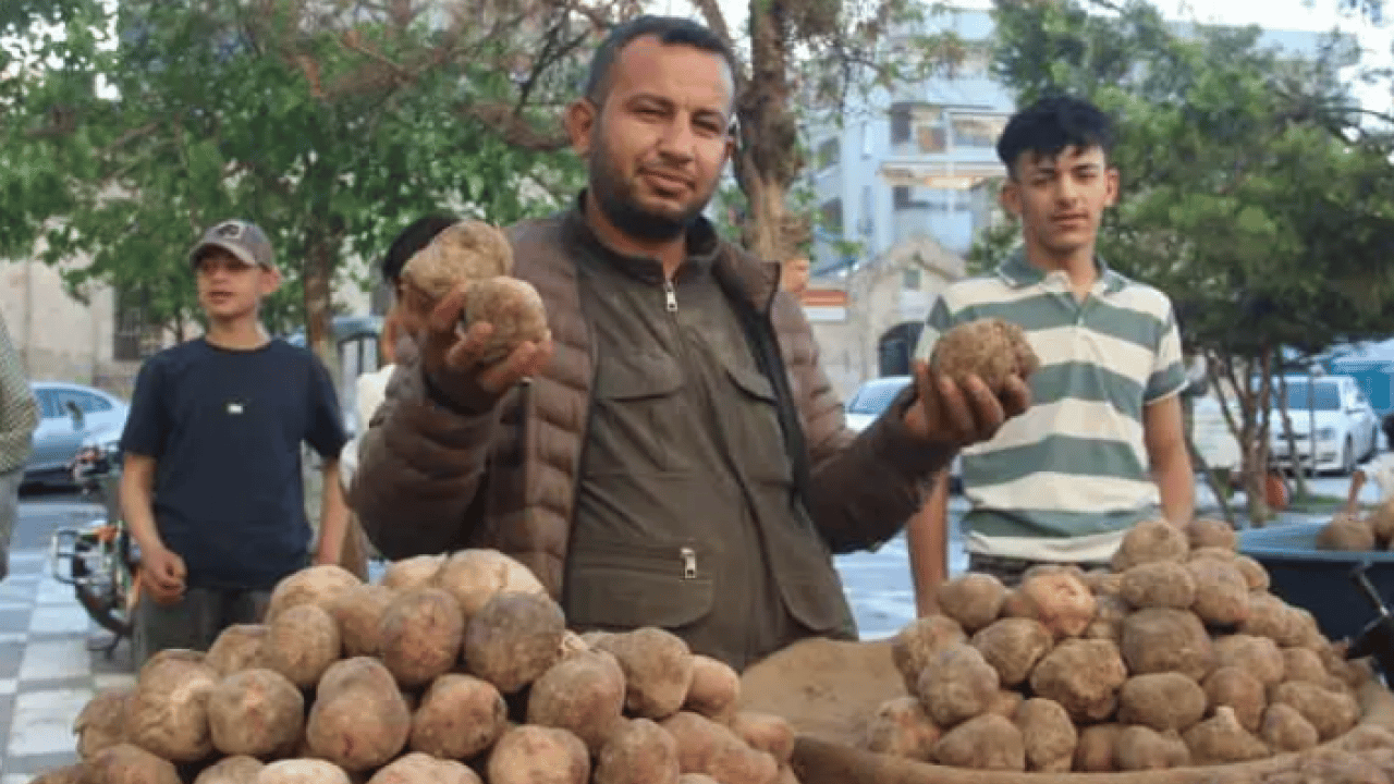 Foto - Patates zannedenler yanılıyor: Kilosu 2 bin TL'den satılıyor!