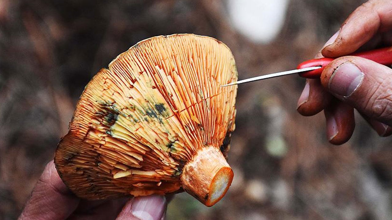 Foto - Görünüşüne aldanmayın! Bir lokması bile ağır sonuçlar doğurabilir