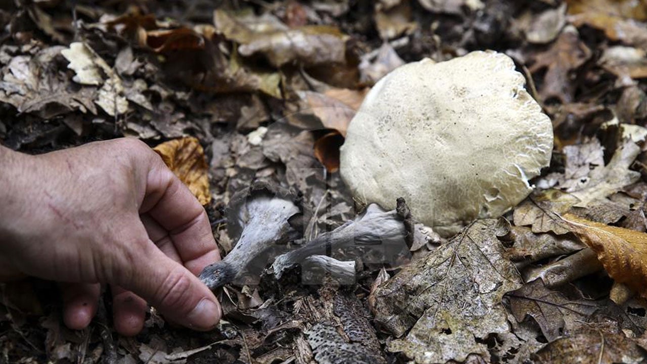 Foto - Görünüşüne aldanmayın! Bir lokması bile ağır sonuçlar doğurabilir