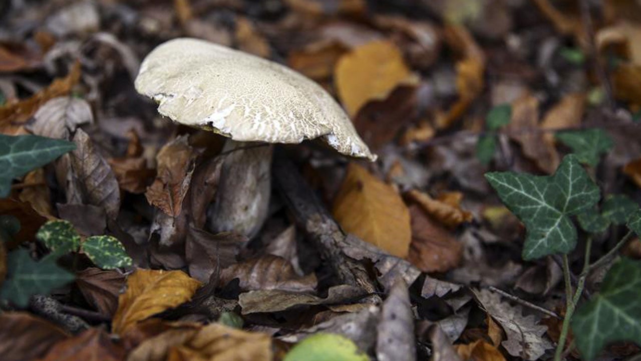 Foto - Görünüşüne aldanmayın! Bir lokması bile ağır sonuçlar doğurabilir