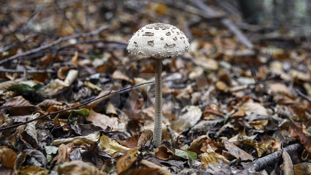 Görünüşüne aldanmayın! Bir lokması bile ağır sonuçlar doğurabilir