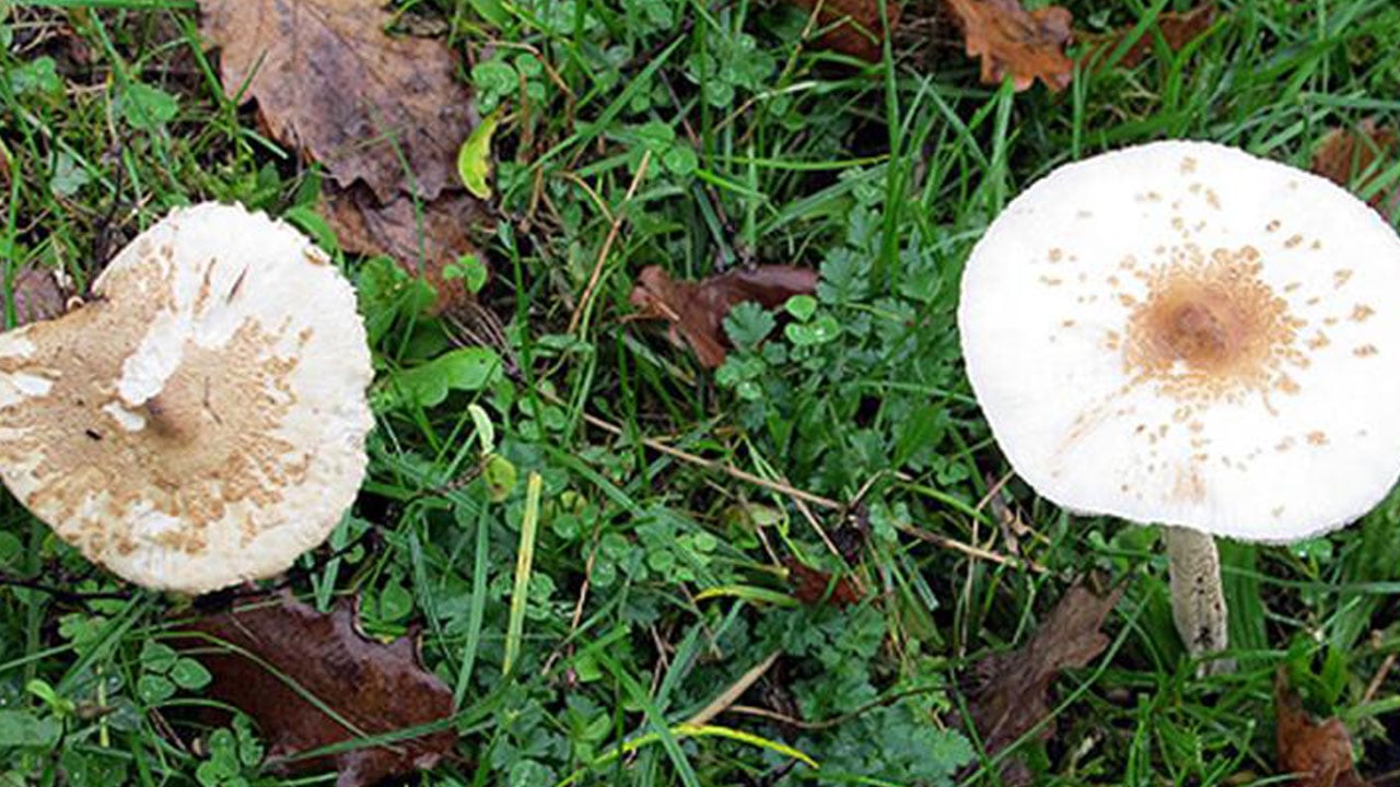Foto - Görünüşüne aldanmayın! Bir lokması bile ağır sonuçlar doğurabilir