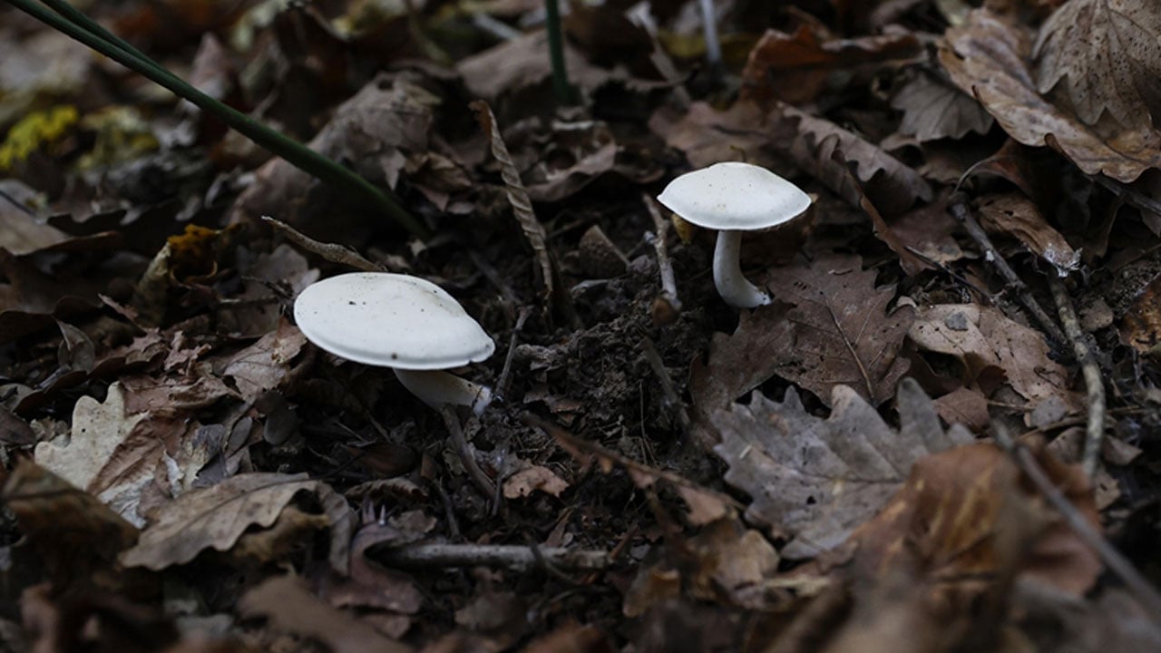 Foto - Görünüşüne aldanmayın! Bir lokması bile ağır sonuçlar doğurabilir