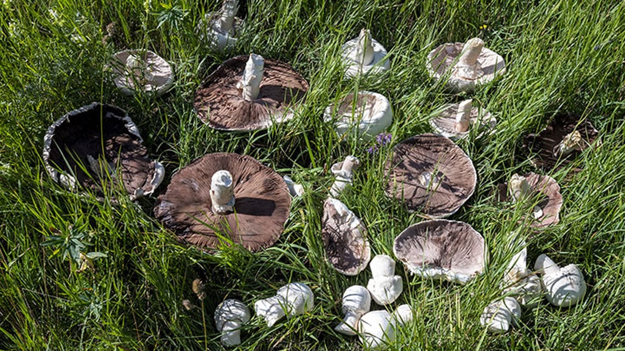 Foto - Görünüşüne aldanmayın! Bir lokması bile ağır sonuçlar doğurabilir