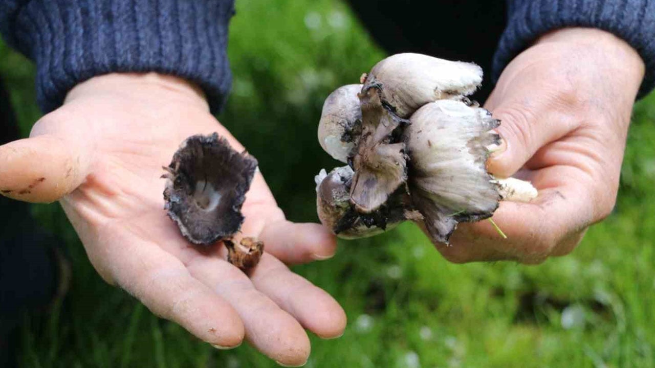 Foto - Görünüşüne aldanmayın! Bir lokması bile ağır sonuçlar doğurabilir