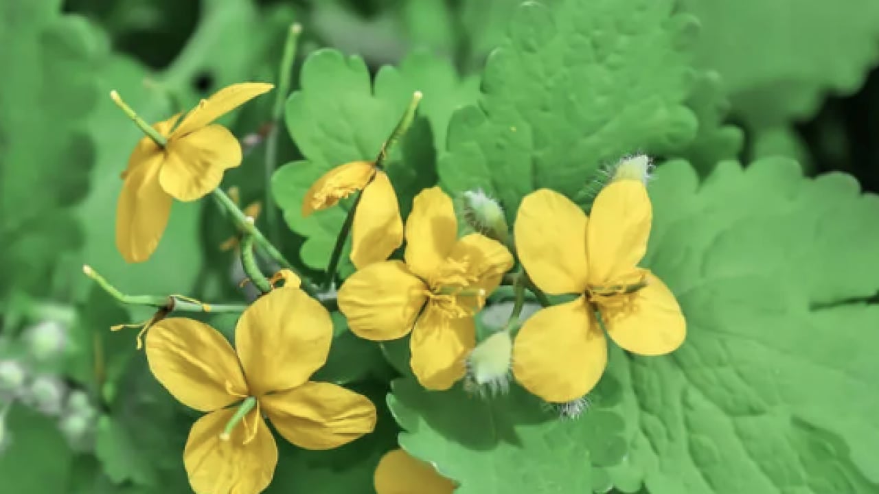 Foto - Gözlerine suyunu damlattı, göremez hale geldi... Kötü haber geldi! Tamamen tahrip ediyor...