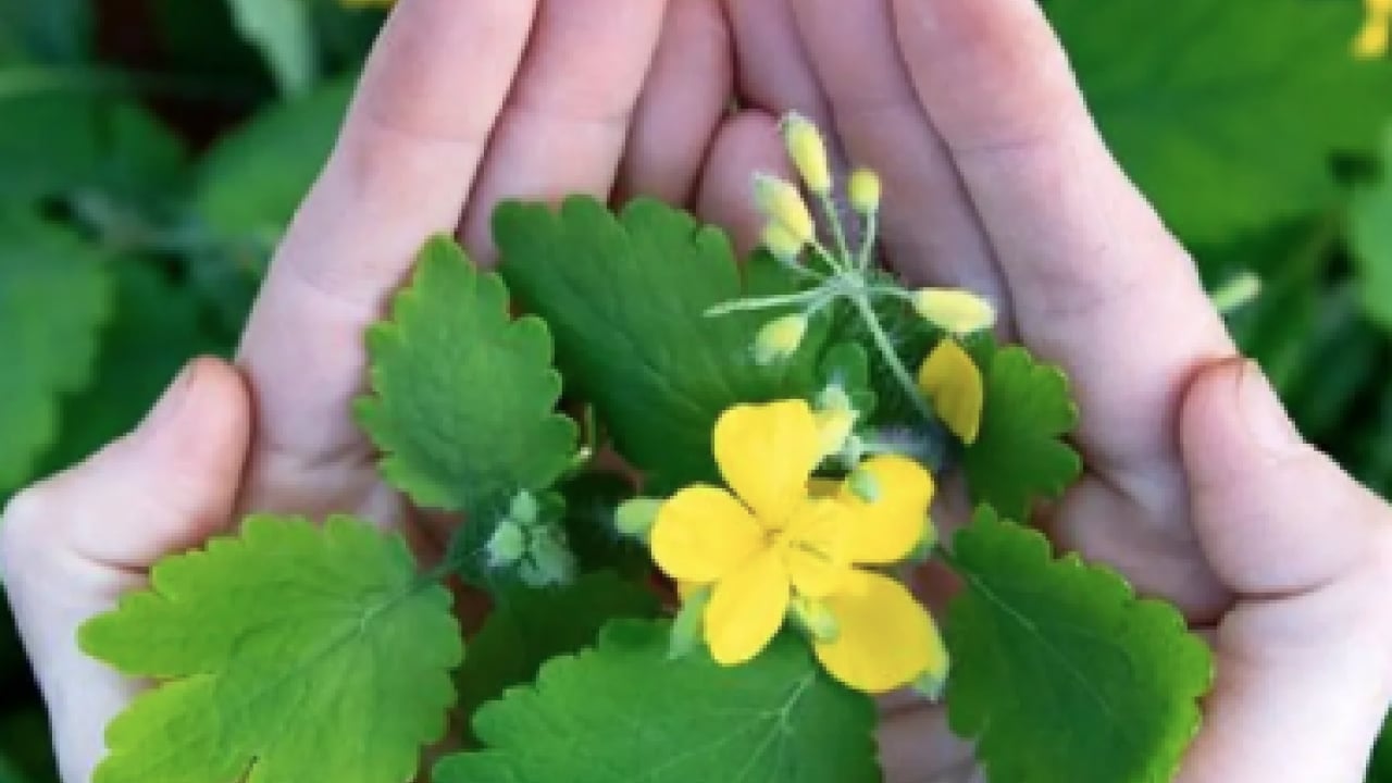 Foto - Gözlerine suyunu damlattı, göremez hale geldi... Kötü haber geldi! Tamamen tahrip ediyor...