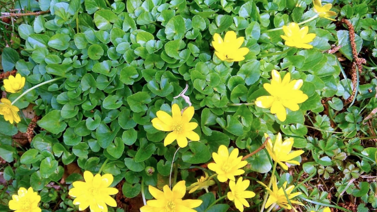 Foto - Gözlerine suyunu damlattı, göremez hale geldi... Kötü haber geldi! Tamamen tahrip ediyor...