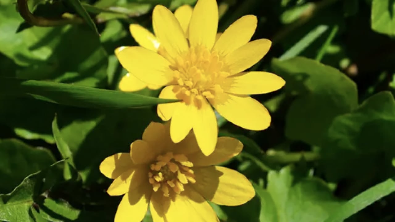 Foto - Gözlerine suyunu damlattı, göremez hale geldi... Kötü haber geldi! Tamamen tahrip ediyor...