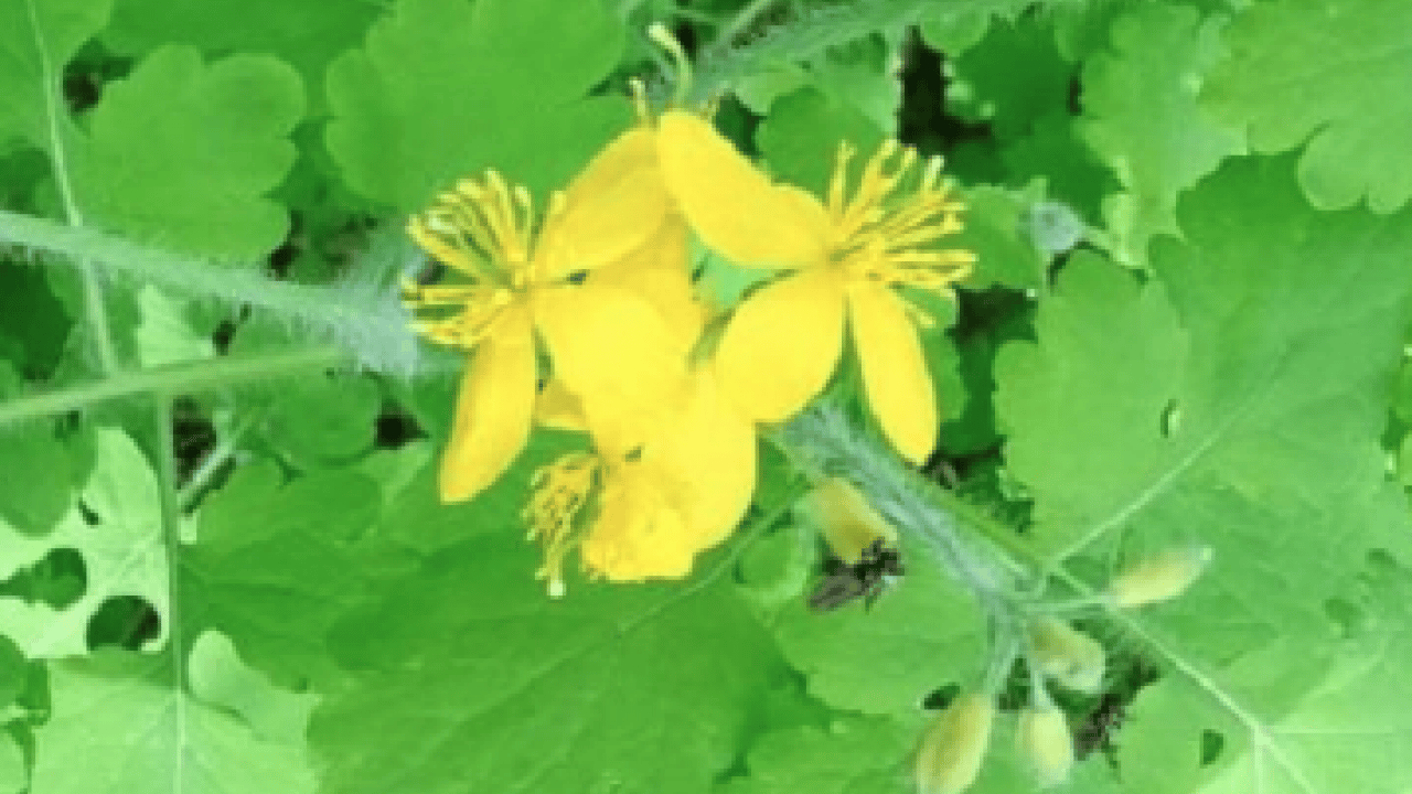 Gözlerine suyunu damlattı, göremez hale geldi... Kötü haber geldi! Tamamen tahrip ediyor...