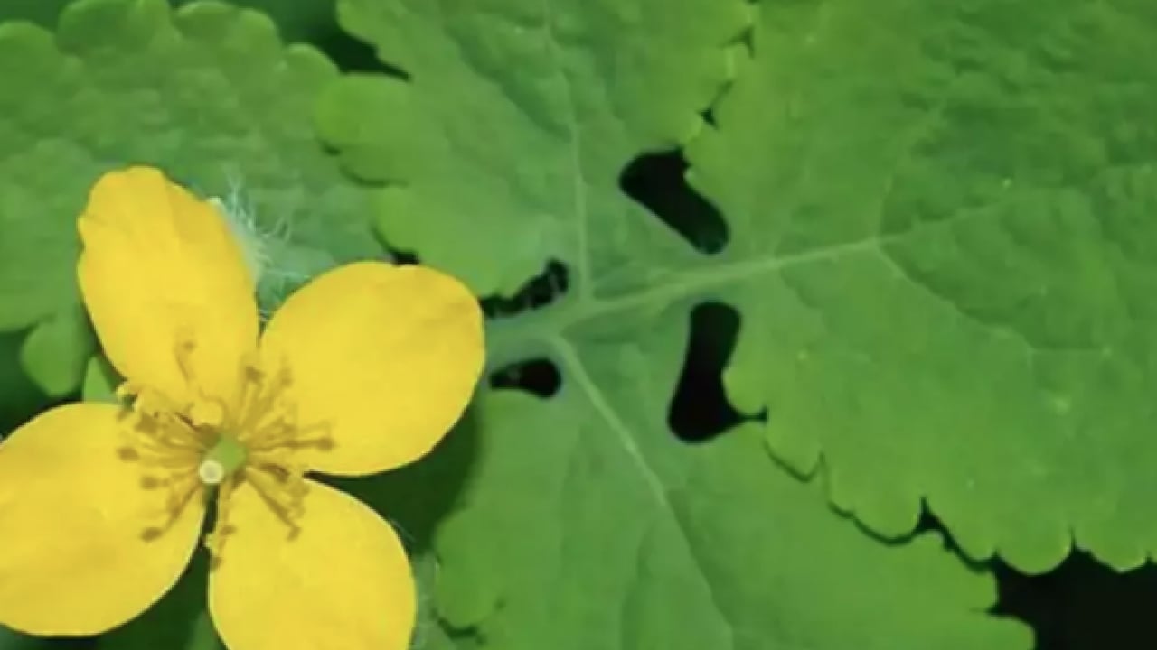 Foto - Gözlerine suyunu damlattı, göremez hale geldi... Kötü haber geldi! Tamamen tahrip ediyor...