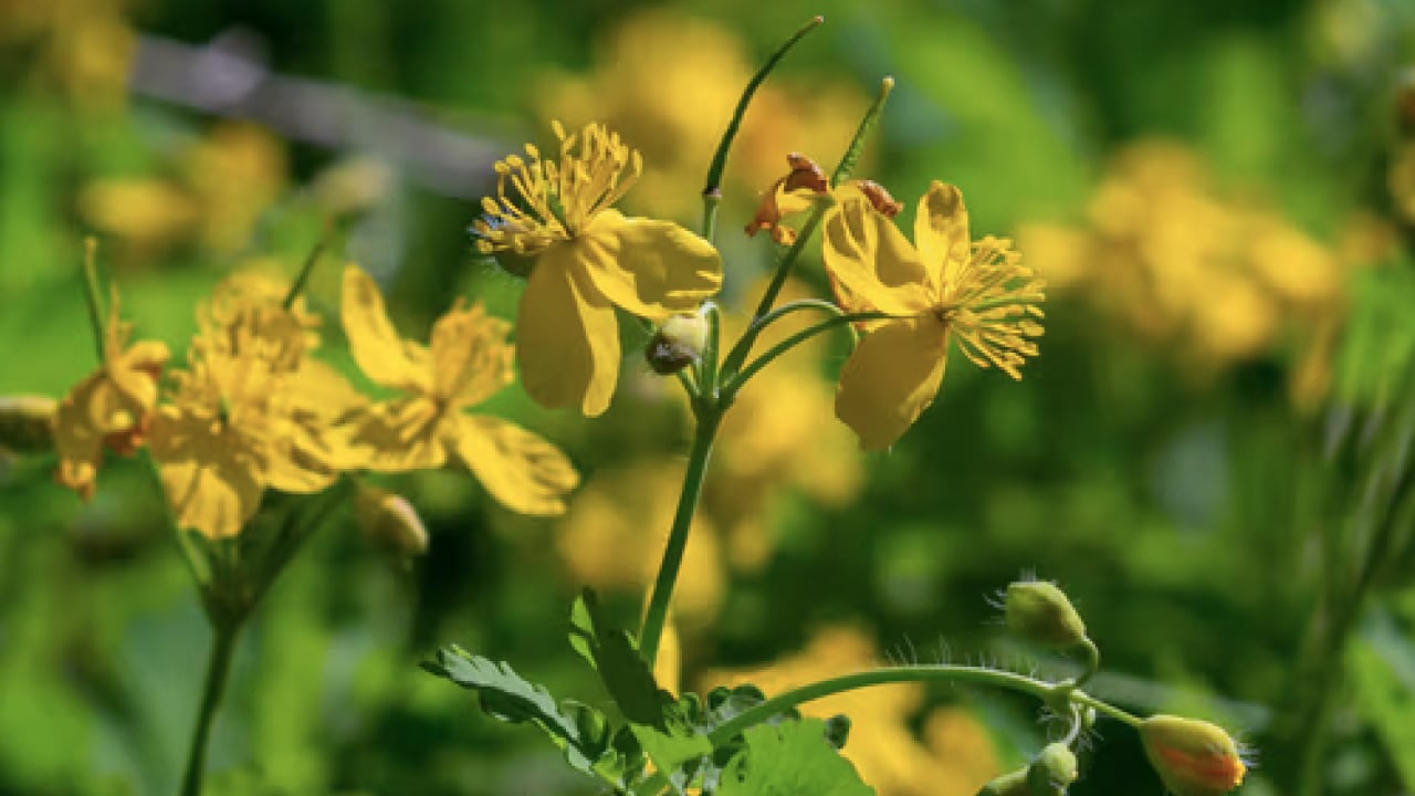 Foto - Gözlerine suyunu damlattı, göremez hale geldi... Kötü haber geldi! Tamamen tahrip ediyor...