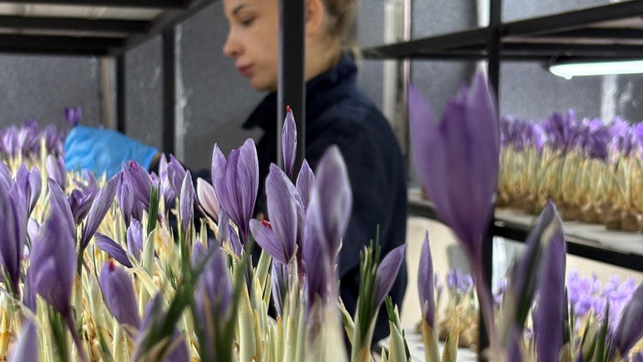 Foto - Gramı 700 TL'ye satılıyor! Mali müşavirliği bıraktı, altın değerinde ürüne yöneldi