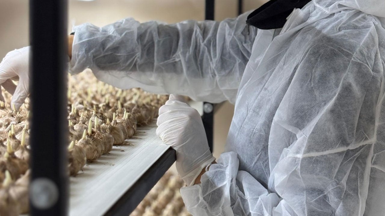 Foto - Gramı 700 TL'ye satılıyor! Mali müşavirliği bıraktı, altın değerinde ürüne yöneldi