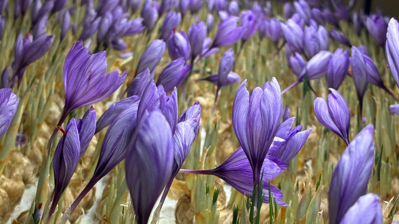 Foto - Gramı 700 TL'ye satılıyor! Mali müşavirliği bıraktı, altın değerinde ürüne yöneldi