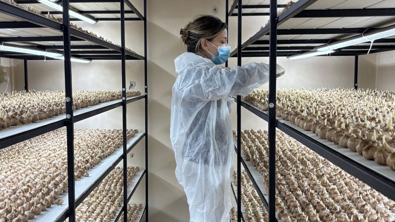 Foto - Gramı 700 TL'ye satılıyor! Mali müşavirliği bıraktı, altın değerinde ürüne yöneldi