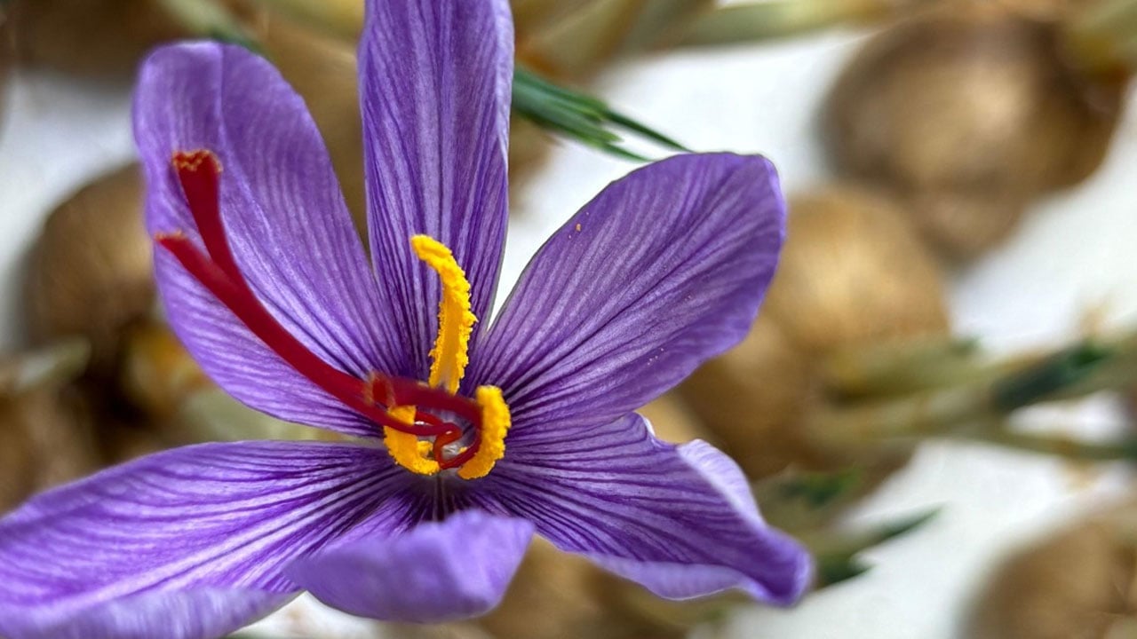 Foto - Gramı 700 TL'ye satılıyor! Mali müşavirliği bıraktı, altın değerinde ürüne yöneldi