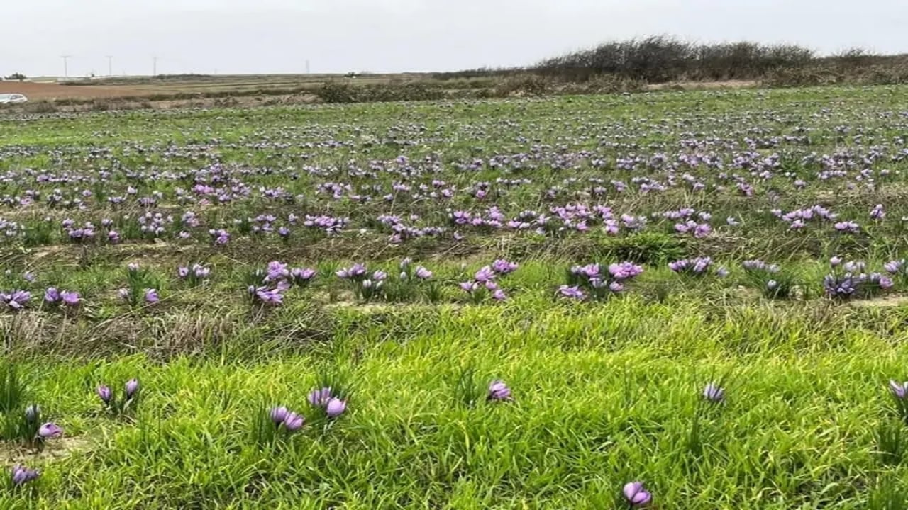 Foto - Gramı altınla yarışıyor! Tekirdağ’da üretimi patlama yaptı
