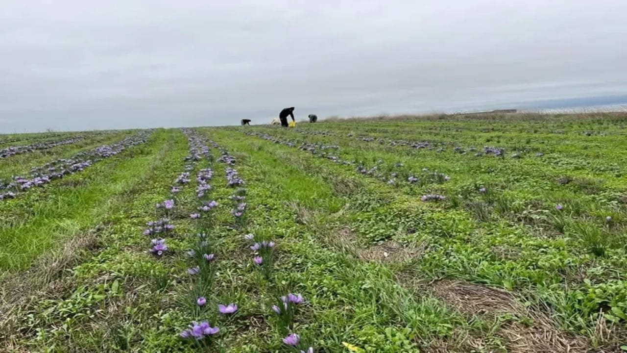 Foto - Gramı altınla yarışıyor! Tekirdağ’da üretimi patlama yaptı