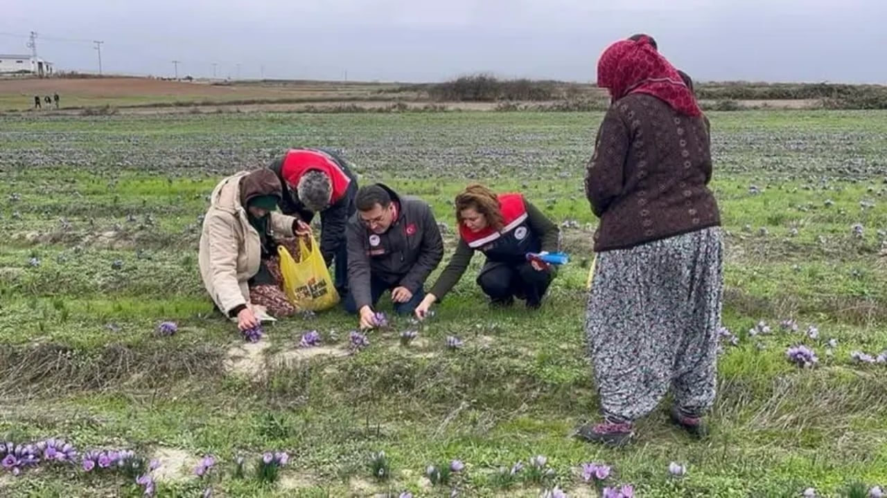 Foto - Gramı altınla yarışıyor! Tekirdağ’da üretimi patlama yaptı