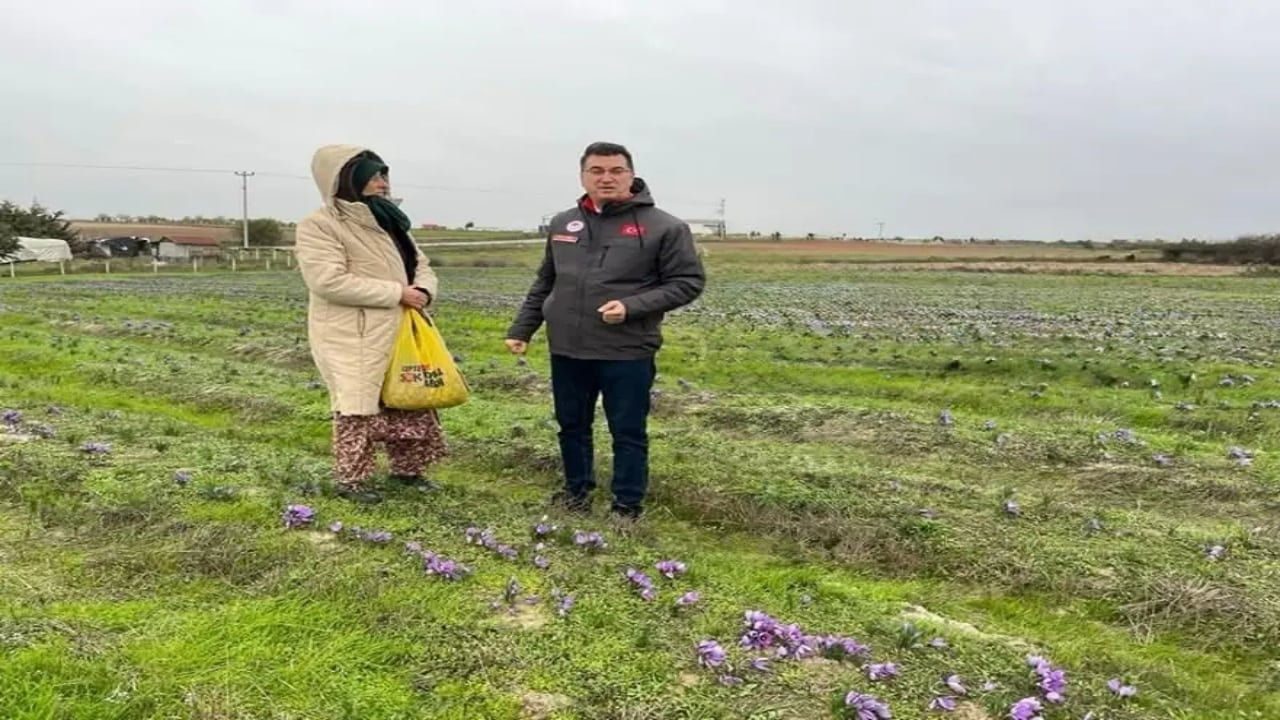 Gramı altınla yarışıyor! Tekirdağ’da üretimi patlama yaptı