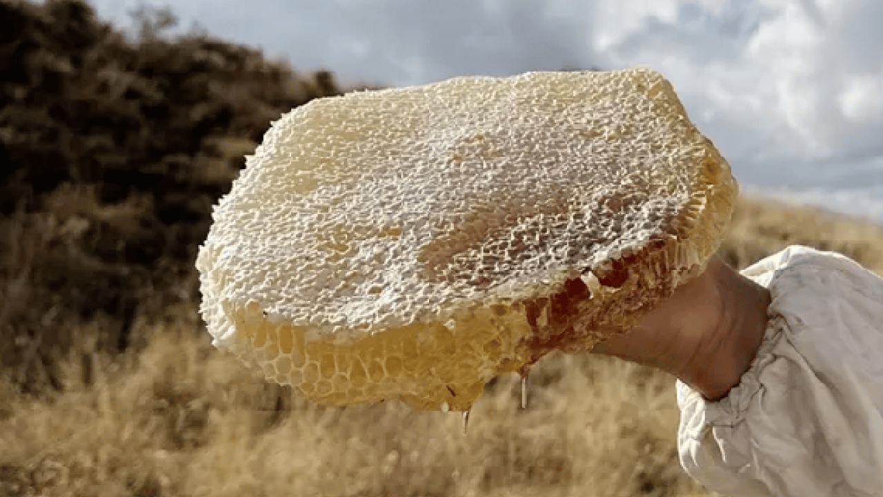 Guinness Rekorlar Kitabı’na girdi! Dünyanın en pahalı balı bakın hangi ilimizde