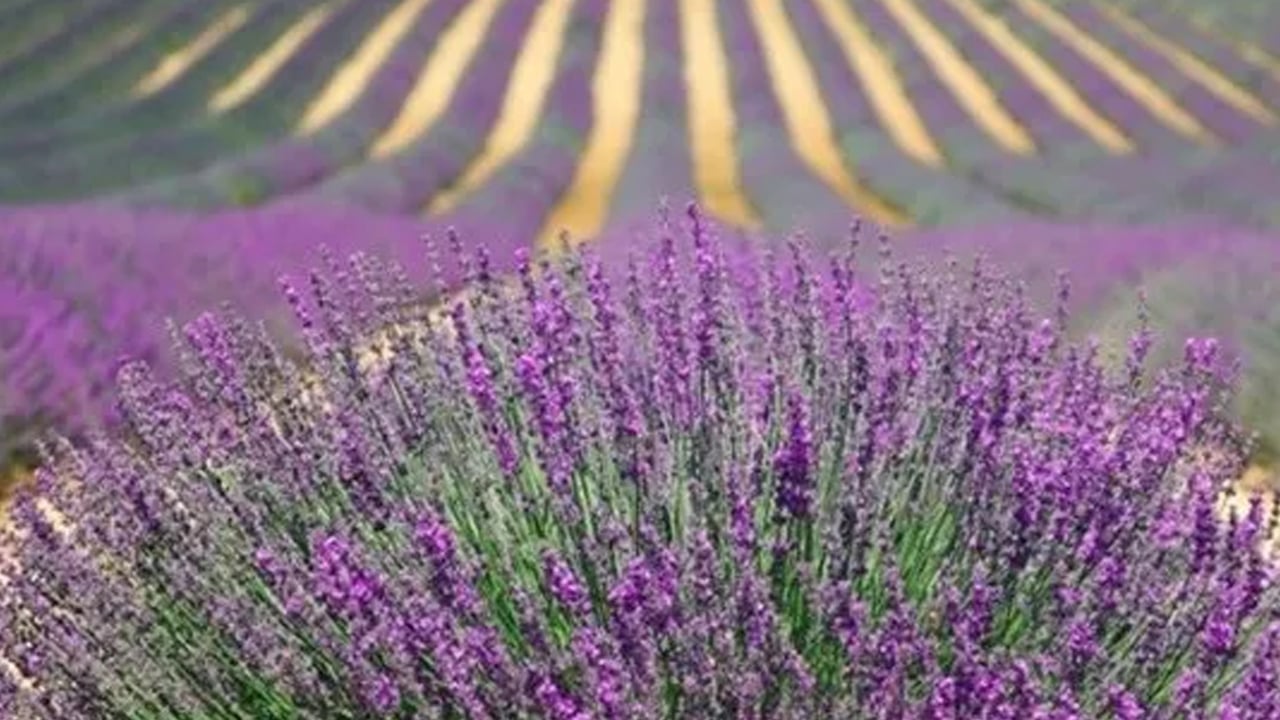 Foto - Gümüş böceğine bitkisel çözüm: Bunu yapın! Dostu kitap, düşmanı lavanta! Gümüş böceği neden olur?