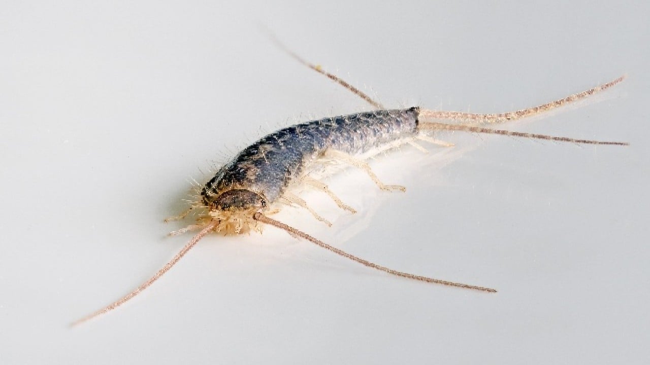 Gümüş böceğine bitkisel çözüm: Bunu yapın! Dostu kitap, düşmanı lavanta! Gümüş böceği neden olur?