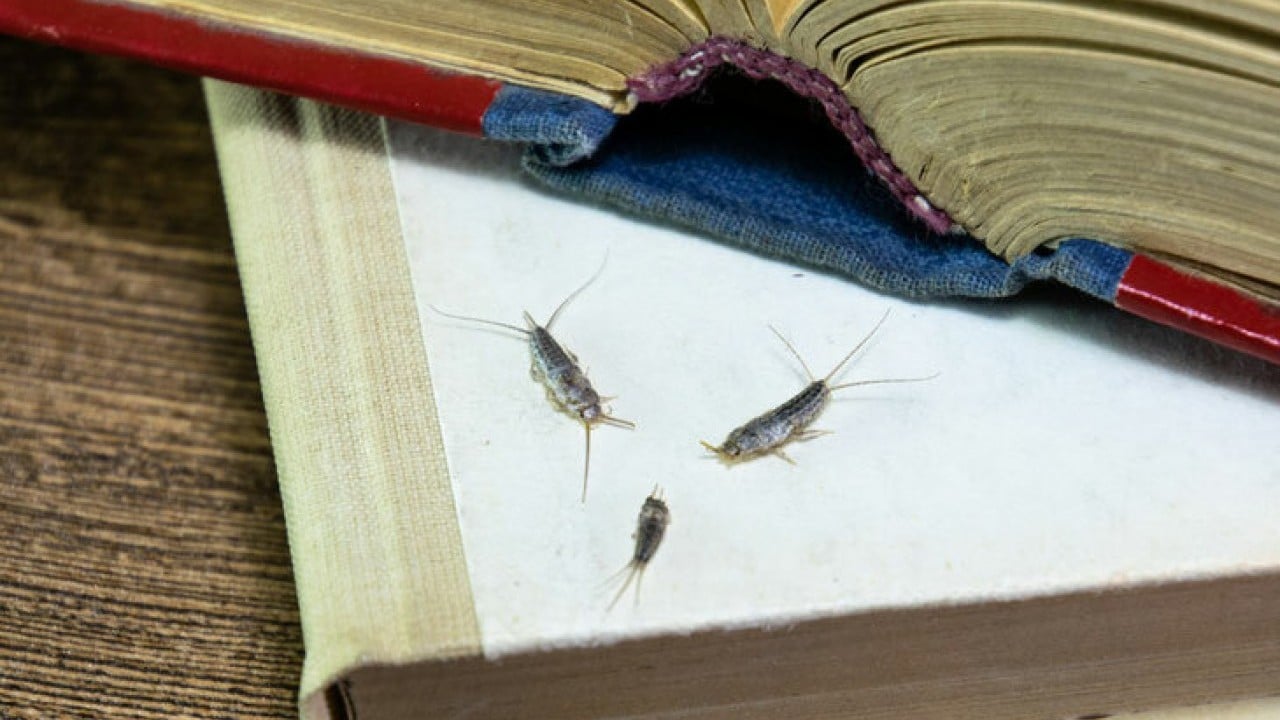 Foto - Gümüş böceğine bitkisel çözüm: Bunu yapın! Dostu kitap, düşmanı lavanta! Gümüş böceği neden olur?