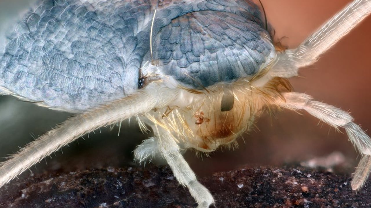 Foto - Gümüş böceklerden kurtulmanın doğal yolları: Keyfini bozan uyarı! Su olmamasına dikkat edin! Suya atın yok olacak