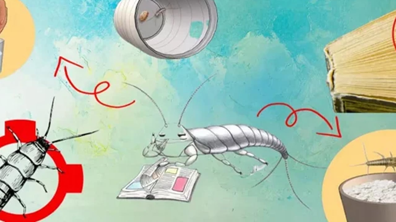 Foto - Gümüş böceklerden kurtulmanın doğal yolları: Keyfini bozan uyarı! Su olmamasına dikkat edin! Suya atın yok olacak