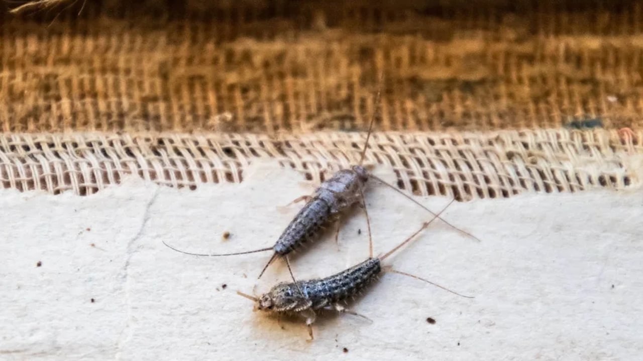 Foto - Gümüş böceklerden kurtulmanın doğal yolları: Keyfini bozan uyarı! Su olmamasına dikkat edin! Suya atın yok olacak