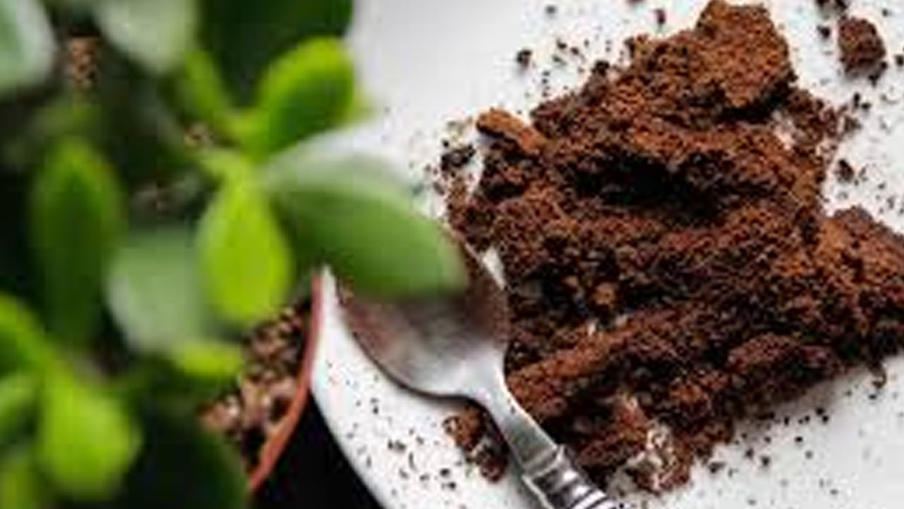 Foto - Gümüş böceklerden kurtulmanın doğal yolları: Keyfini bozan uyarı! Su olmamasına dikkat edin! Suya atın yok olacak