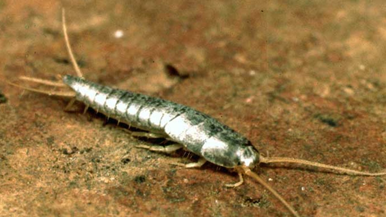 Foto - Gümüş böceklerden kurtulmanın doğal yolları: Keyfini bozan uyarı! Su olmamasına dikkat edin! Suya atın yok olacak