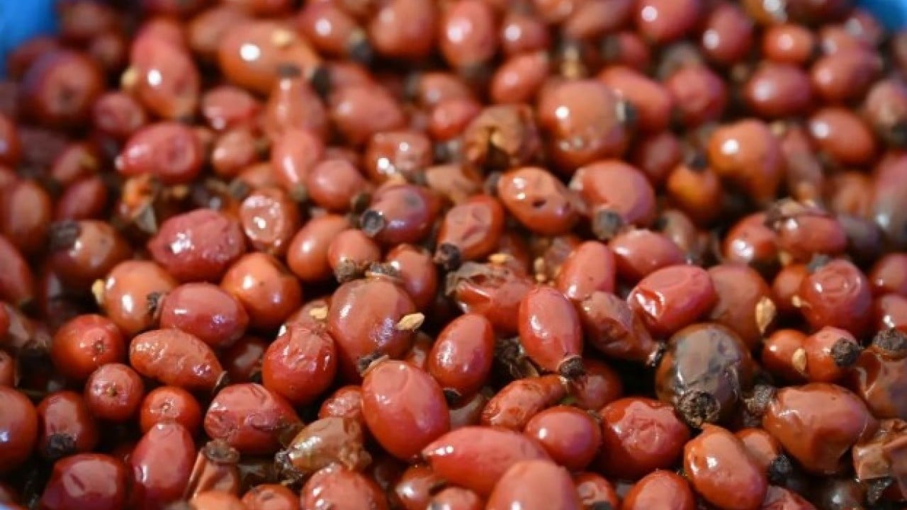 Foto - Gümüşhane C vitamini desposu: İşte doğal kalp dostu! 