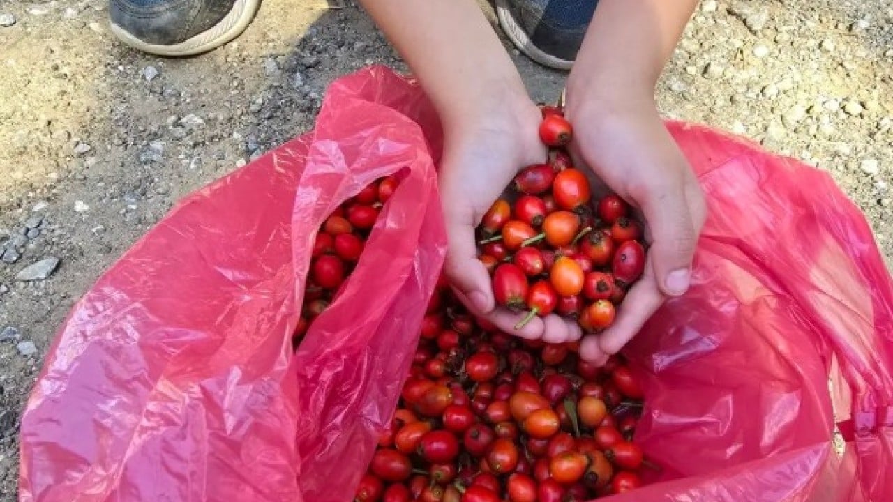 Foto - Gümüşhane C vitamini desposu: İşte doğal kalp dostu! 